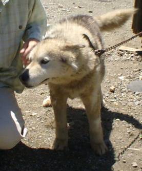 仲のいい犬