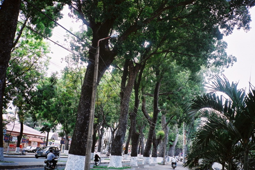 街路樹