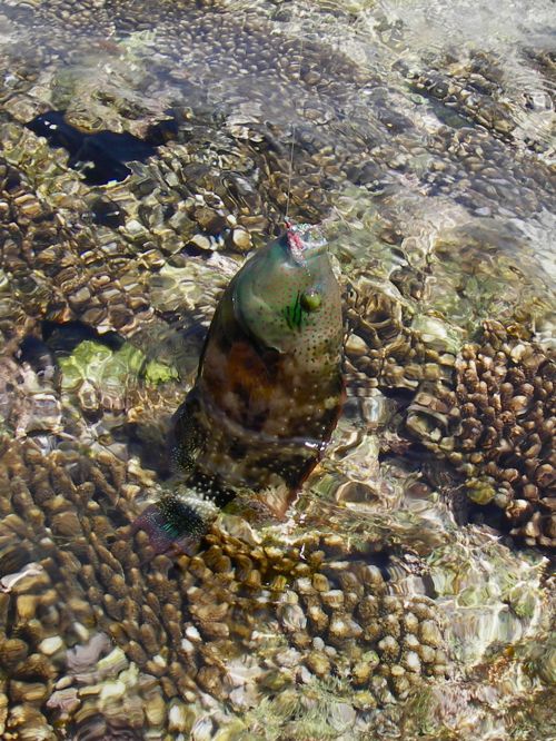 アカテンモチノウオ