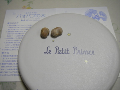 バオバブの種