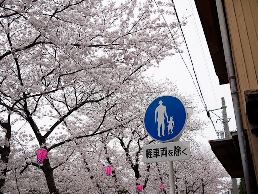 お花見