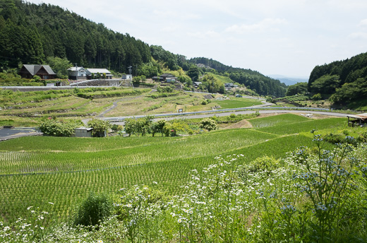上代田の棚田