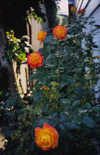 roses
