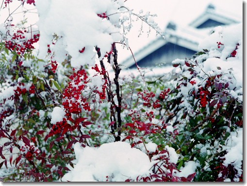雪景色