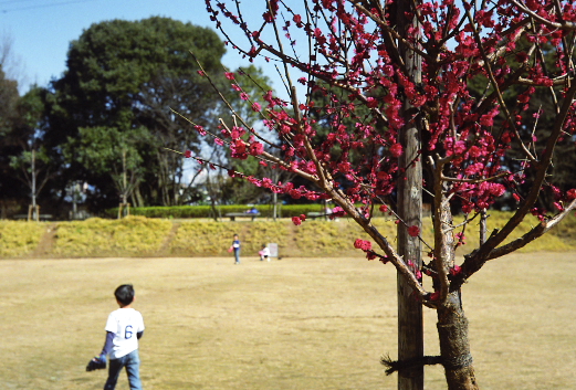 紅梅