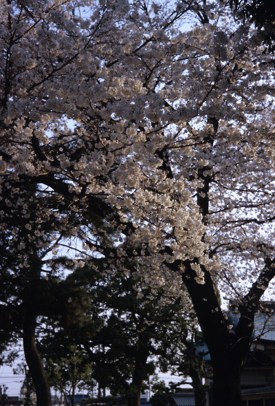 桜