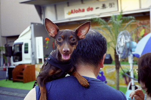 犬