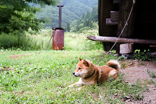 番犬