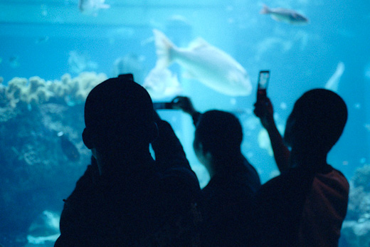 魚と影 1